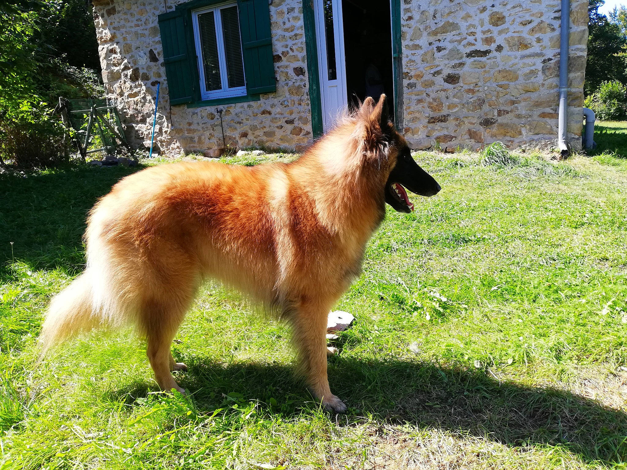 Pharaon participe au concours pour gagner de l'argent avec cette photo : building, canis, carnivore, collar, companion_dog, dog, dog_breed, fawn, german_shepherd_dog, grass, herding_dog, house, liver, plant, sporting_group, tail, tree, window, wood, working_dog