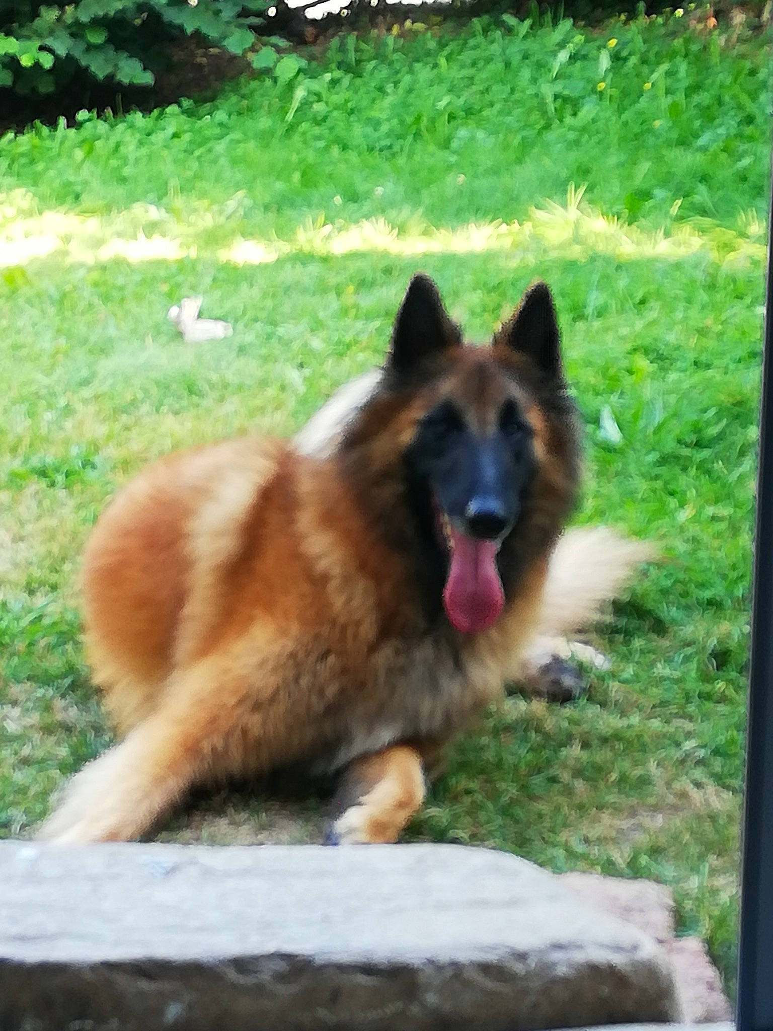 Pharaon a rejoint le concours — aidez-le/la à gagner de superbes lots ! canidae, carnivore, companion_dog, dog, dog_breed, east_european_shepherd, fawn, german_shepherd_dog, grass, herding_dog, king_shepherd, old_german_shepherd_dog, plant, snout, sporting_group, tail, terrestrial_animal, tree, working_animal, working_dog