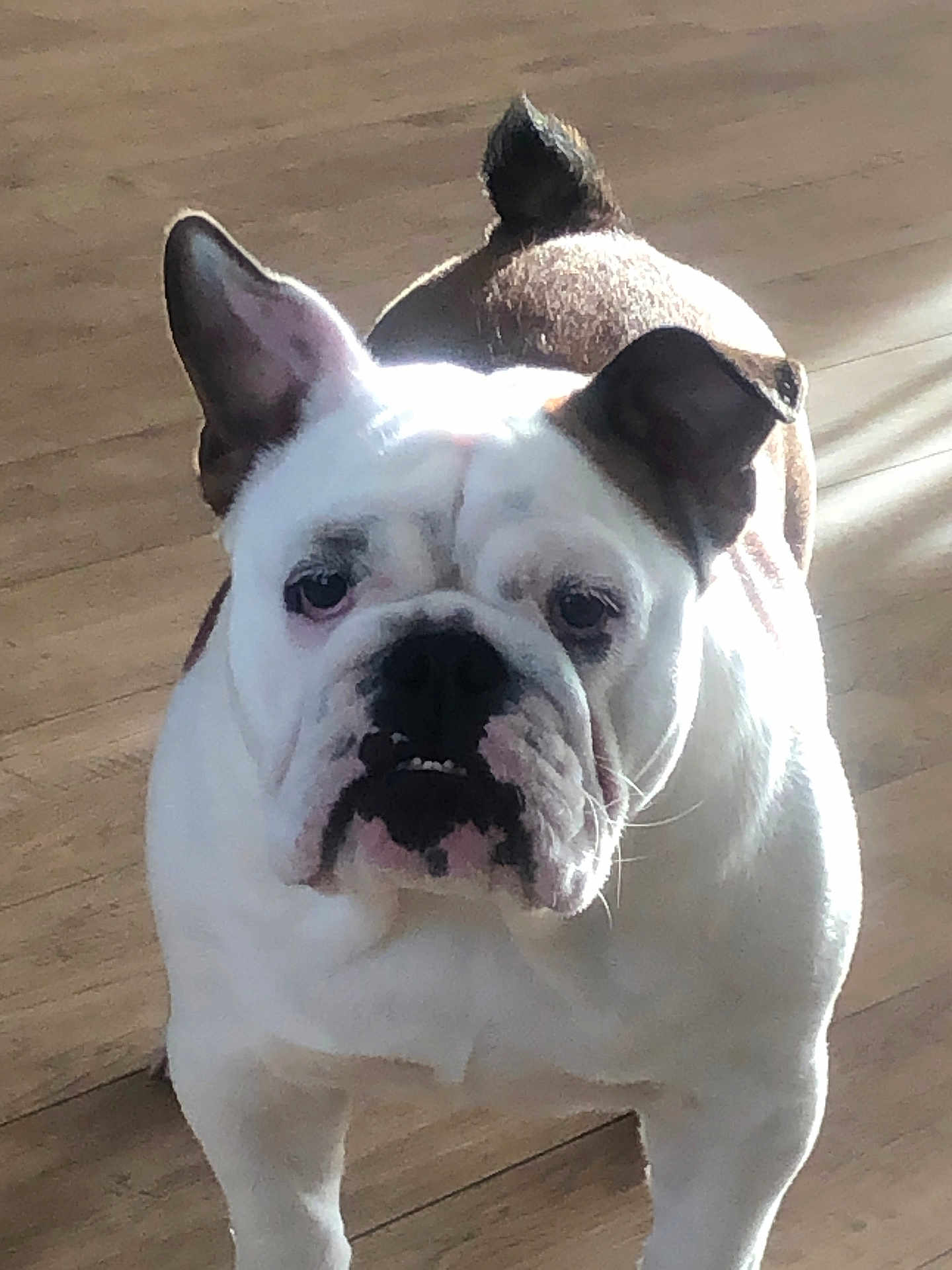 Shelby participe au concours pour gagner de l'argent avec cette photo : animal, brown_spots, bulldog, canine, companion, cute, dog, domestic, ears, face, indoor, light, looking, mammal, pet, shadow, standing, white_fur, wooden_floor, wrinkles