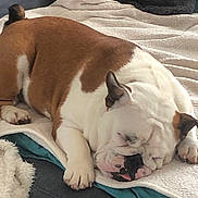 Shelby participe au concours pour gagner de l'argent avec cette photo : animal, blanket, brown, bulldog, companion, couch, cozy, cute, dog, domestic_animal, face, fur, indoors, paw, pet, relaxation, resting, sleeping, snout, white
