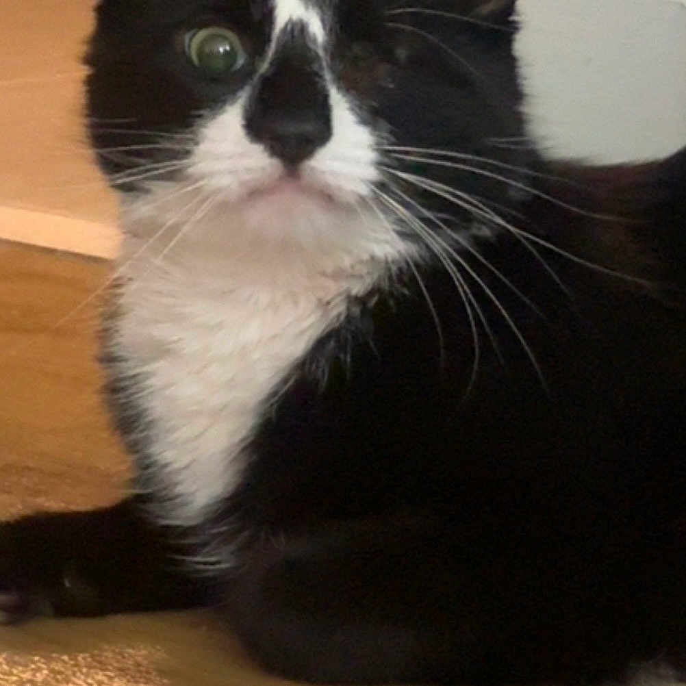 Mylo