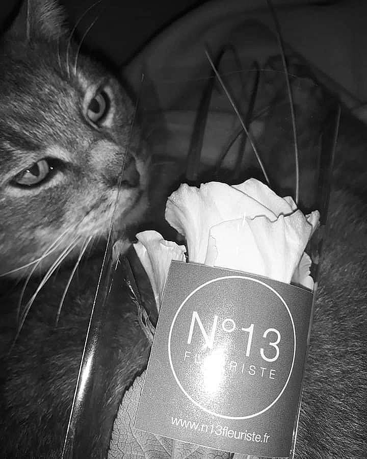 Loulou a rejoint le concours — aidez-le/la à gagner de superbes lots ! asian, black, black_and_white, carnivore, cat, felidae, flower, kitten, monochrome, monochrome_photography, plant, small_to_medium_sized_cats, style, whiskers, white