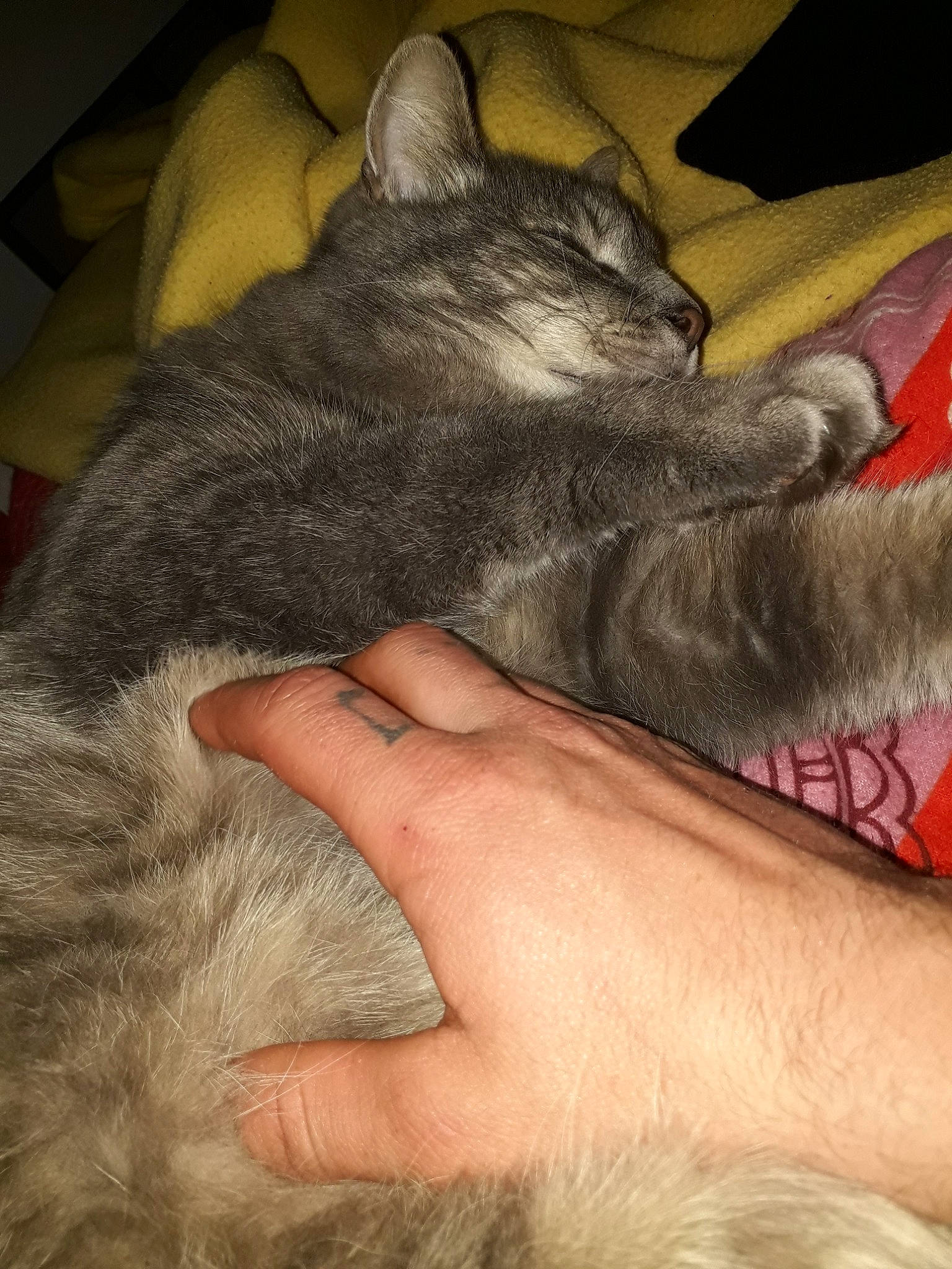 Loulou a rejoint le concours — aidez-le/la à gagner de superbes lots ! asian, carnivore, cat, chartreux, claw, domestic_short_haired_cat, ear, european_shorthair, felidae, fur, hand, kitten, korat, mammal, nebelung, skin, small_to_medium_sized_cats, snout, whiskers