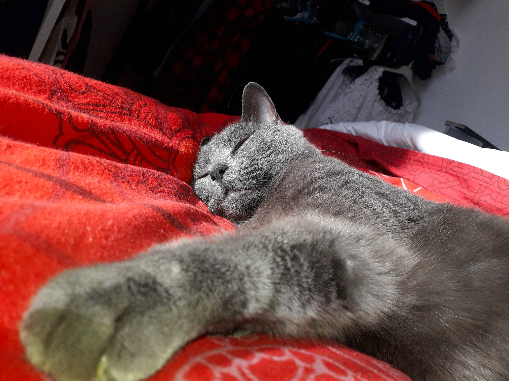 Bibiche participe au concours pour gagner de l'argent avec cette photo : asian, british_shorthair, carnivore, cat, chartreux, domestic_short_haired_cat, felidae, fur, kitten, korat, mammal, nap, nebelung, russian_blue, sleep, small_to_medium_sized_cats, snout, whiskers