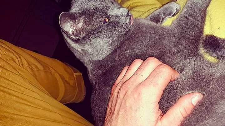 Bibiche a rejoint le concours — aidez-le/la à gagner de superbes lots ! british_shorthair, carnivore, cat, chartreux, cornish_rex, devon_rex, donskoy, fawn, felidae, hand, korat, mammal, oriental_shorthair, peterbald, russian_blue, small_to_medium_sized_cats, snout, sphynx, ukrainian_levkoy, vertebrate