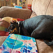 Princess is registered to the contest to win money with this photo: dog, couch, pillow, indoor, resting, animal, pet, colorful, pattern, tablet_cover, furniture, cozy, brown, black, tan, curled_up, relaxed, home, living_room, decor