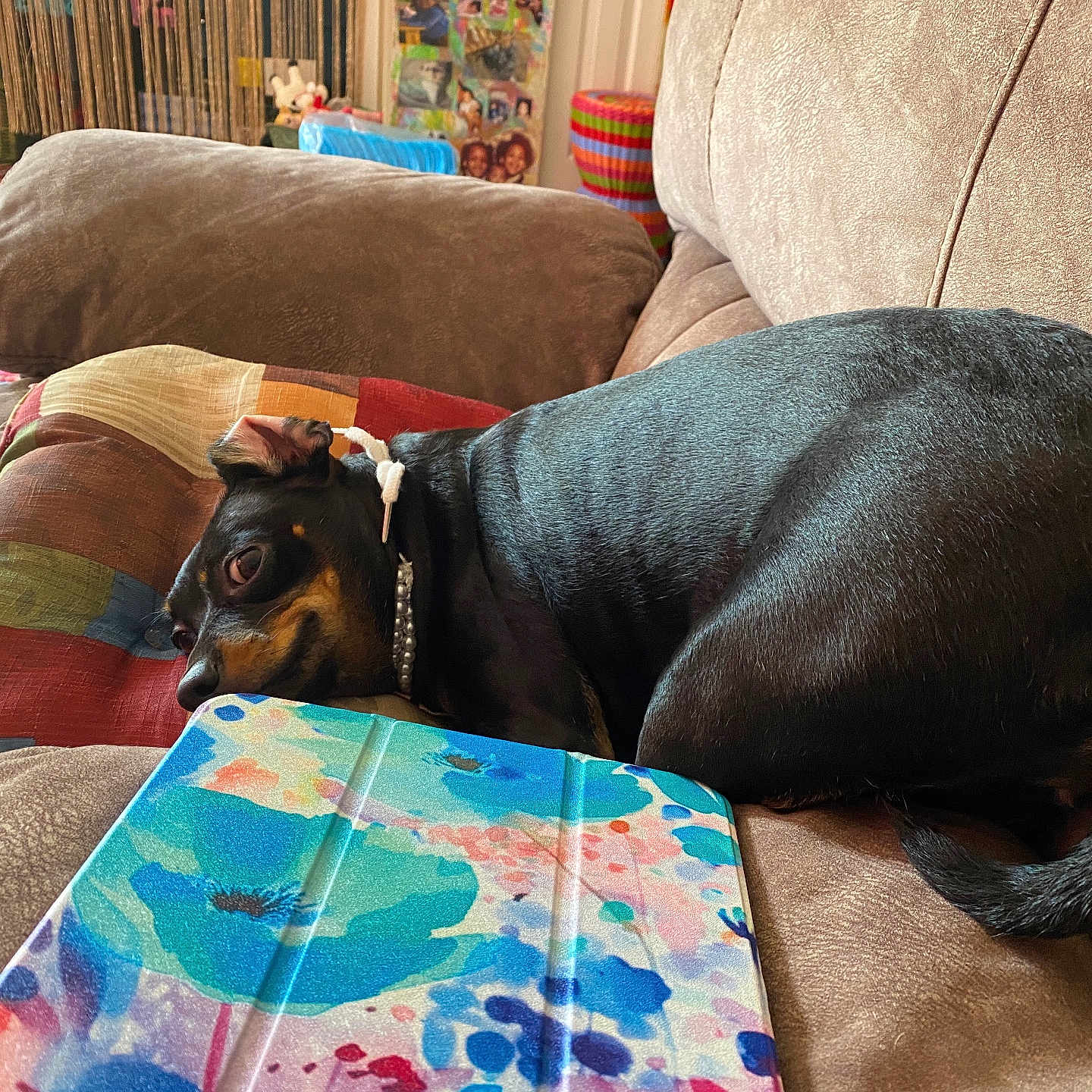 Princess is registered to the contest to win money with this photo: animal, black, brown, colorful, couch, cozy, curled_up, decor, dog, furniture, home, indoor, living_room, pattern, pet, pillow, relaxed, resting, tablet_cover, tan