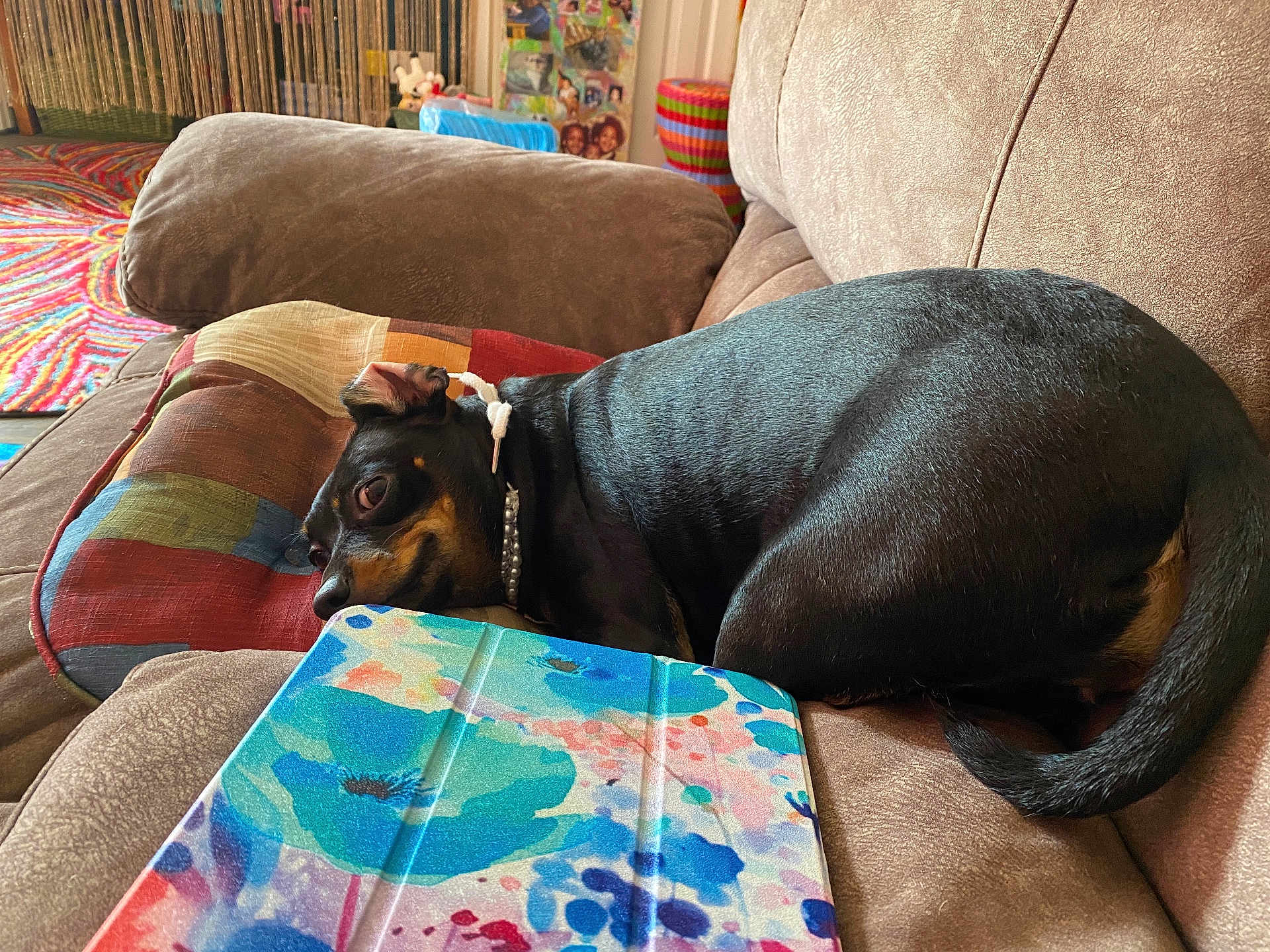 Princess is registered to the contest to win money with this photo: dog, couch, pillow, indoor, resting, animal, pet, colorful, pattern, tablet_cover, furniture, cozy, brown, black, tan, curled_up, relaxed, home, living_room, decor