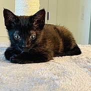 Luna is registered to the contest to win money with this photo: kitten, cat, black_cat, pet, feline, fur, green_eyes, ears, whiskers, paws, loaf, blanket, plush_surface, scratching_post, indoor, door, doorknob, portrait, close_up, home