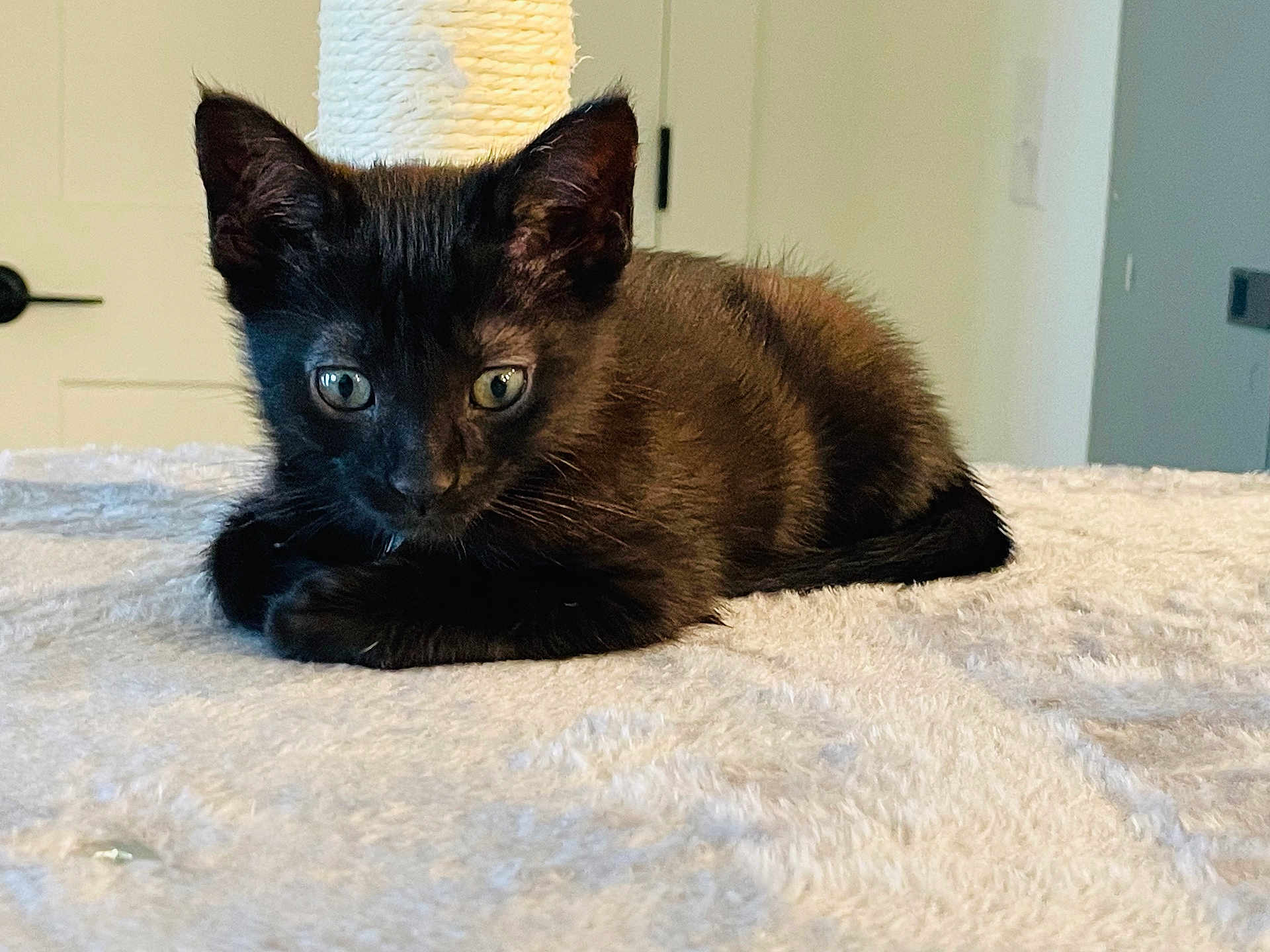 Luna is registered to the contest to win money with this photo: kitten, cat, black_cat, pet, feline, fur, green_eyes, ears, whiskers, paws, loaf, blanket, plush_surface, scratching_post, indoor, door, doorknob, portrait, close_up, home