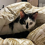 Dulce participe au concours pour gagner de l'argent avec cette photo : animal, bedroom, black_and_white, blanket, cat, closeup, comfort, cozy, curious, cute, ears, eyes, feline, fur, indoor, patterned, pet, resting, soft_lighting, whiskers
