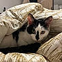 animal, bedroom, black_and_white, blanket, cat, closeup, comfort, cozy, curious, cute, ears, eyes, feline, fur, indoor, patterned, pet, resting, soft_lighting, whiskers