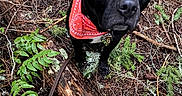 Cesar Wesar Winston joined the competition — help win amazing prizes! animal, bandana, black_dog, canine, dog, ears, eyes, forest, fur, greenery, ground, leaves, log, nature, outdoor, pet, red_bandana, snout, twigs, wood