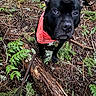 animal, bandana, black_dog, canine, dog, ears, eyes, forest, fur, greenery, ground, leaves, log, nature, outdoor, pet, red_bandana, snout, twigs, wood
