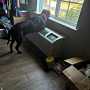 Cesar Wesar Winston joined the competition — help win amazing prizes! air_conditioner, black_dog, cardboard_box, clothes, collar, curtains, daylight, dog, flooring, household_items, indoor, laundry, looking_out_window, pet, plants_outside, plastic_container, red_collar, room, window, wooden_floor