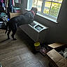 air_conditioner, black_dog, cardboard_box, clothes, collar, curtains, daylight, dog, flooring, household_items, indoor, laundry, looking_out_window, pet, plants_outside, plastic_container, red_collar, room, window, wooden_floor