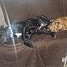 Cesar Wesar Winston is registered to the contest to win money with this photo: animal, black_dog, brown_couch, canine, companion, couch, cozy, dog, domestic_animal, friendship, fur, home, indoors, nap, pet, pillow, relaxing, resting, sleeping, tan_dog