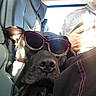 accessory, black_dog, car_interior, casual_clothing, closeup, companion, dog, hand, indoor, leather_seat, nail_polish, person, pet, relaxed, resting, seat, sunglasses, sunlight, transportation, window