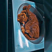 Nino participe au concours pour gagner de l'argent avec cette photo : animal, bathroom, cat, close_up, cozy, curious, curled_up, cute, domestic_animal, feline, fur, indoor, orange_cat, paw, pet, portrait, relaxed, resting, sink, whiskers