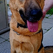 Estrella is registered to the contest to win money with this photo: dog, german_shepherd, canine, pet, animal, outdoor, pavement, tongue_out, ears_up, collar, sitting, person_hand, grill, greenery, fur, brown, black, friendly, companion, domestic