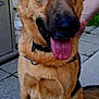 dog, german_shepherd, canine, pet, animal, outdoor, pavement, tongue_out, ears_up, collar, sitting, person_hand, grill, greenery, fur, brown, black, friendly, companion, domestic