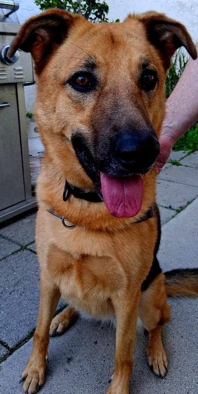 Estrella is registered to the contest to win money with this photo: dog, german_shepherd, canine, pet, animal, outdoor, pavement, tongue_out, ears_up, collar, sitting, person_hand, grill, greenery, fur, brown, black, friendly, companion, domestic