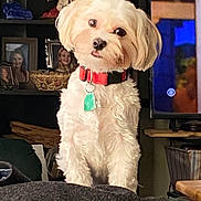 Cocoa is registered to the contest to win money with this photo: angel_figurine, animal, closeup, collar, couch, curious, cute, decor, dog, fluffy, furniture, head_tilt, indoor, living_room, pet, photographs, soft_lighting, tag, television, white_dog