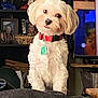 angel_figurine, animal, closeup, collar, couch, curious, cute, decor, dog, fluffy, furniture, head_tilt, indoor, living_room, pet, photographs, soft_lighting, tag, television, white_dog