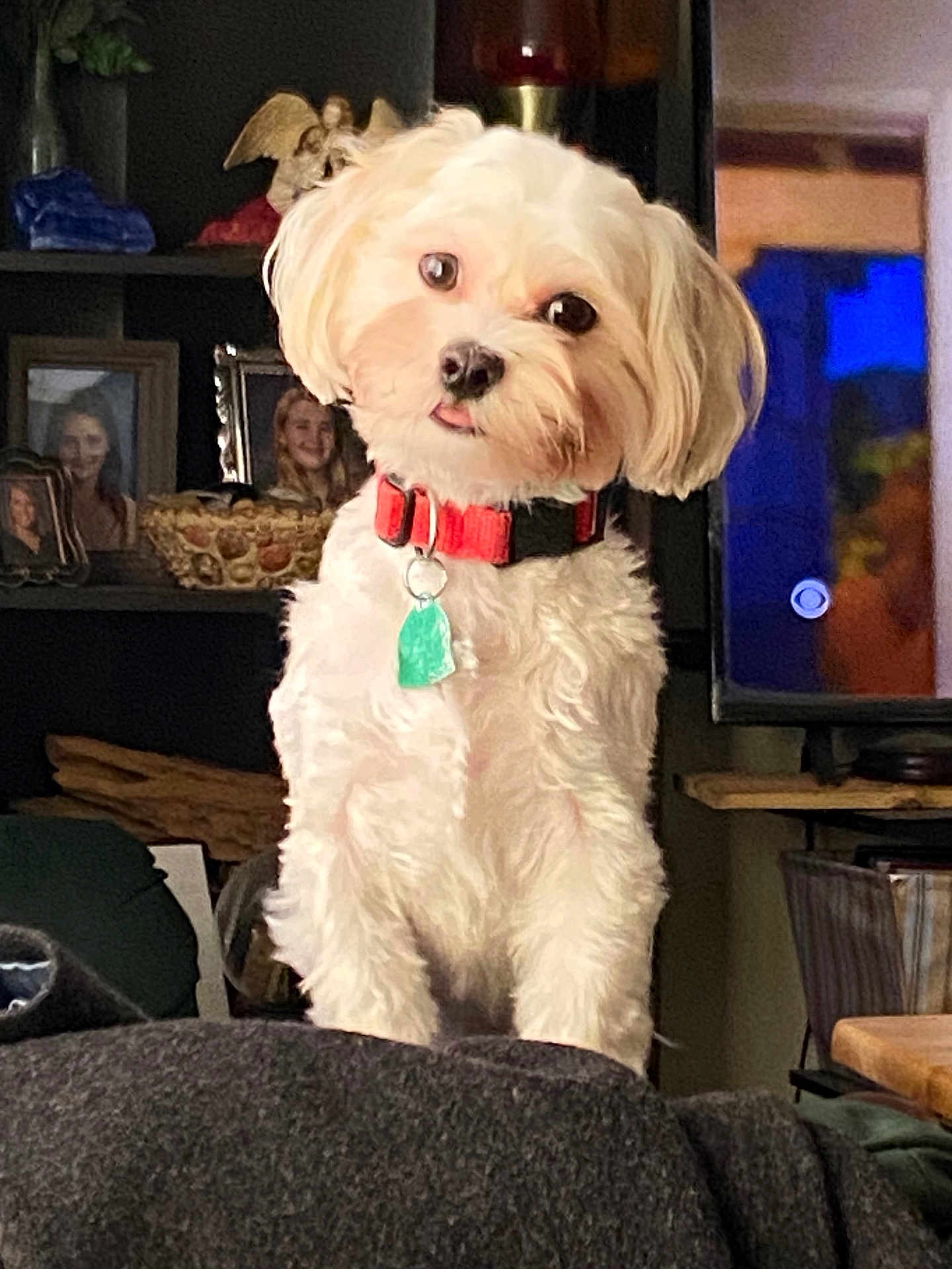 Cocoa