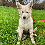 Laïka a rejoint le concours — aidez-le/la à gagner de superbes lots ! puppy, dog, muddy, grass, outdoor, field, leash, ears, overcast, nature, sitting, curious, young, canine, pet, animal, fur, wet, trees, sky