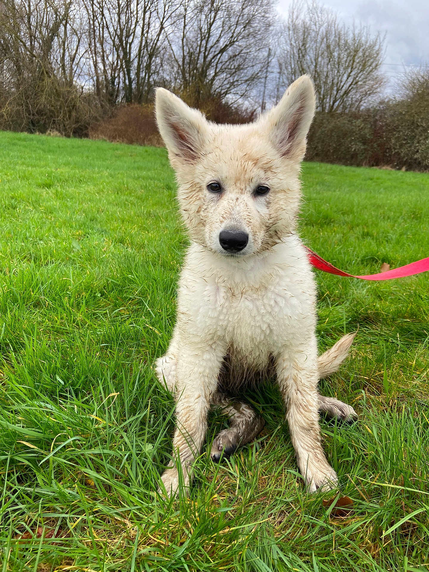 Laïka a rejoint le concours — aidez-le/la à gagner de superbes lots ! puppy, dog, muddy, grass, outdoor, field, leash, ears, overcast, nature, sitting, curious, young, canine, pet, animal, fur, wet, trees, sky
