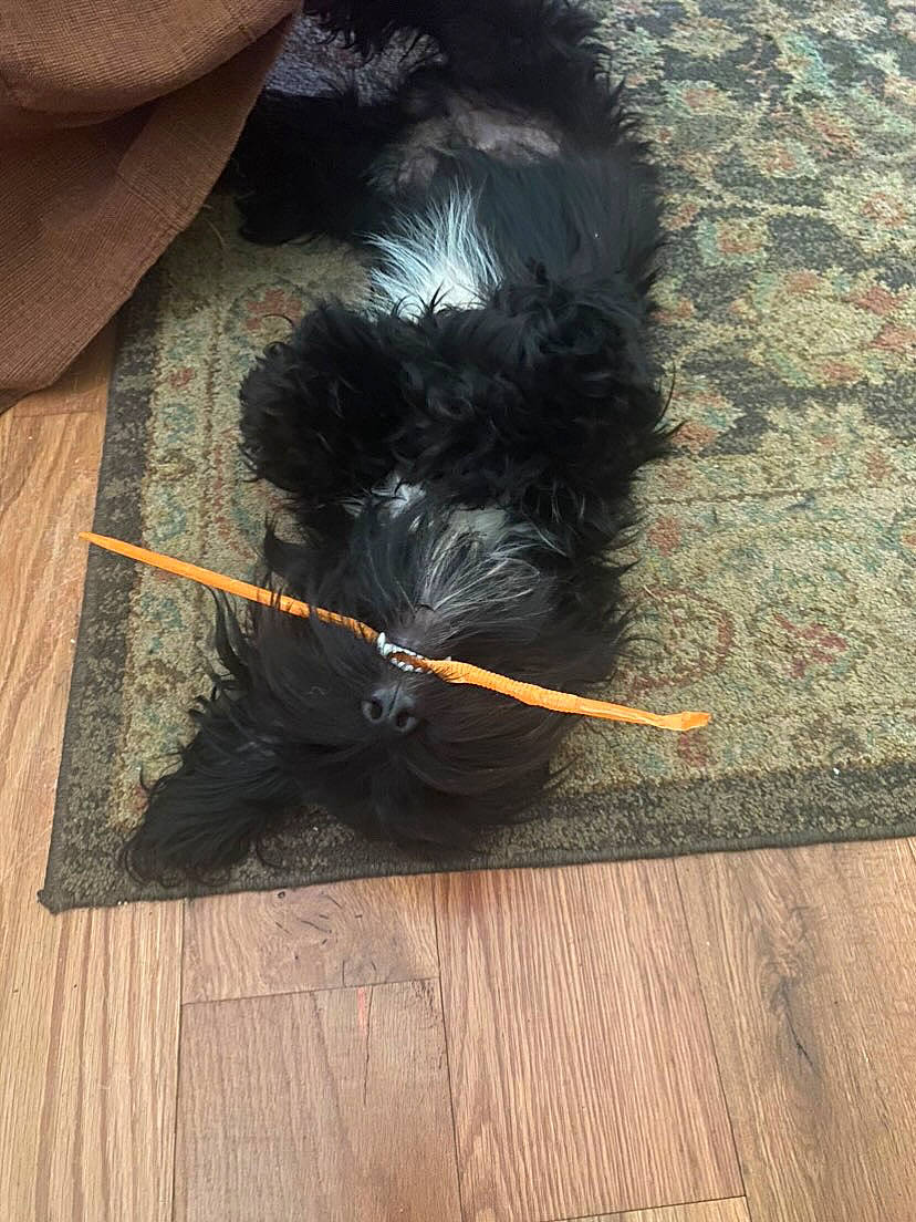 Max is registered to the contest to win money with this photo: canidae, carnivore, collar, companion_dog, dog, dog_breed, door_mat, fashion_accessory, flooring, grey, hardwood, laminate_flooring, plank, sporting_group, tail, tints_and_shades, water_dog, wood, wood_flooring, wood_stain