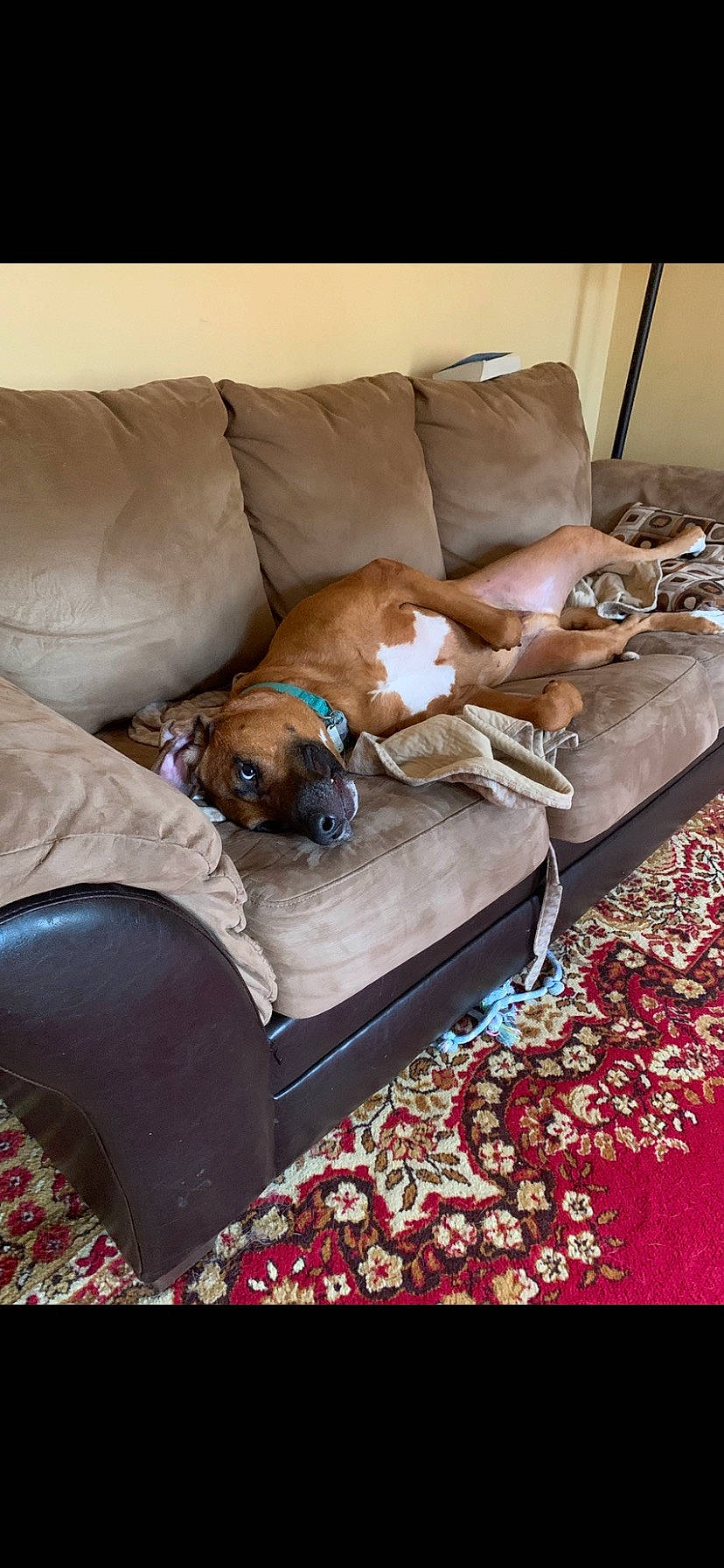 Oscar is registered to the contest to win money with this photo: canidae, carnivore, comfort, companion_dog, couch, dog, dog_breed, dog_supply, fawn, flooring, furniture, hardwood, liver, living_room, nap, pet_supply, room, sporting_group, wood, working_animal