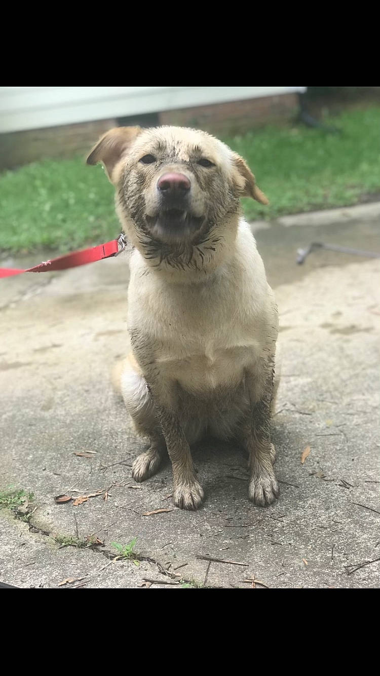 Daisy is registered to the contest to win money with this photo: ancient_dog_breeds, carnivore, collar, companion_dog, dog, dog_breed, dog_collar, fawn, grass, liver, non_sporting_group, plant, pug, road_surface, snout, soil, terrestrial_animal, whiskers, working_animal, wrinkle