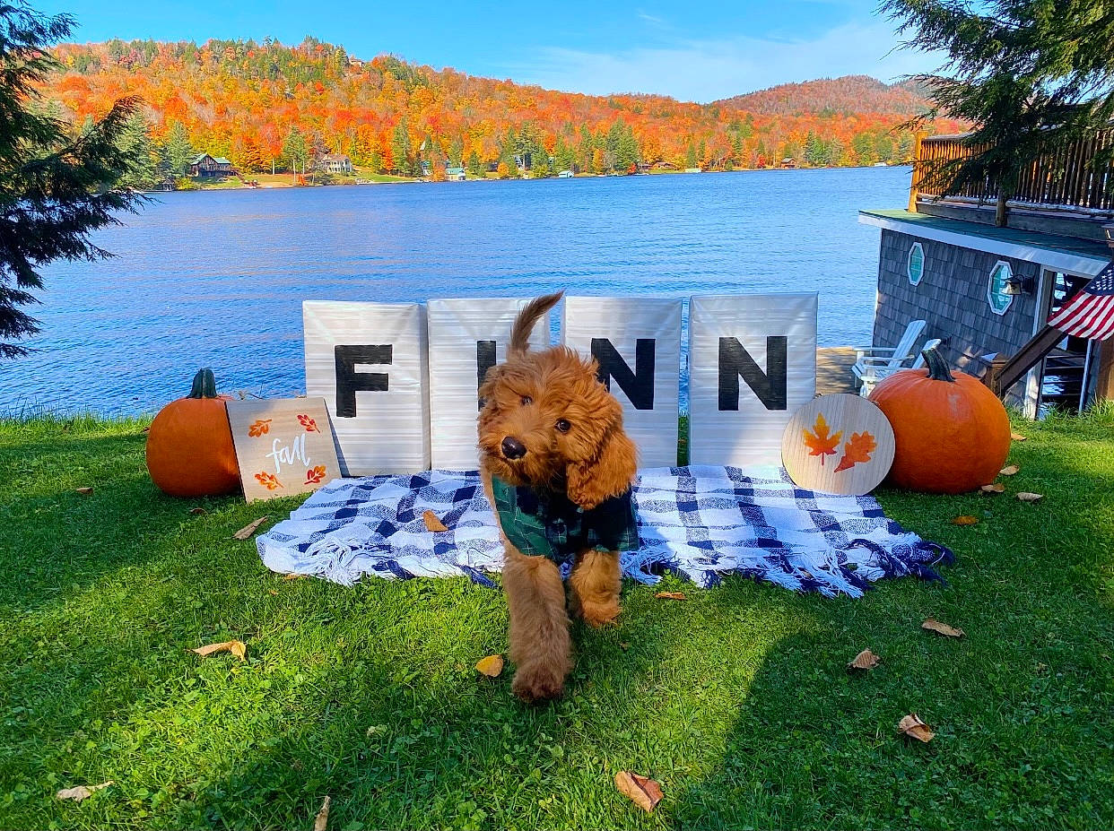Finnegan joined the competition — help win amazing prizes! art, azure, grass, house, lake, landscape, leaf, leisure, mammal, morning, natural_landscape, nature, plant, recreation, sculpture, sky, toy, tree, water, wood