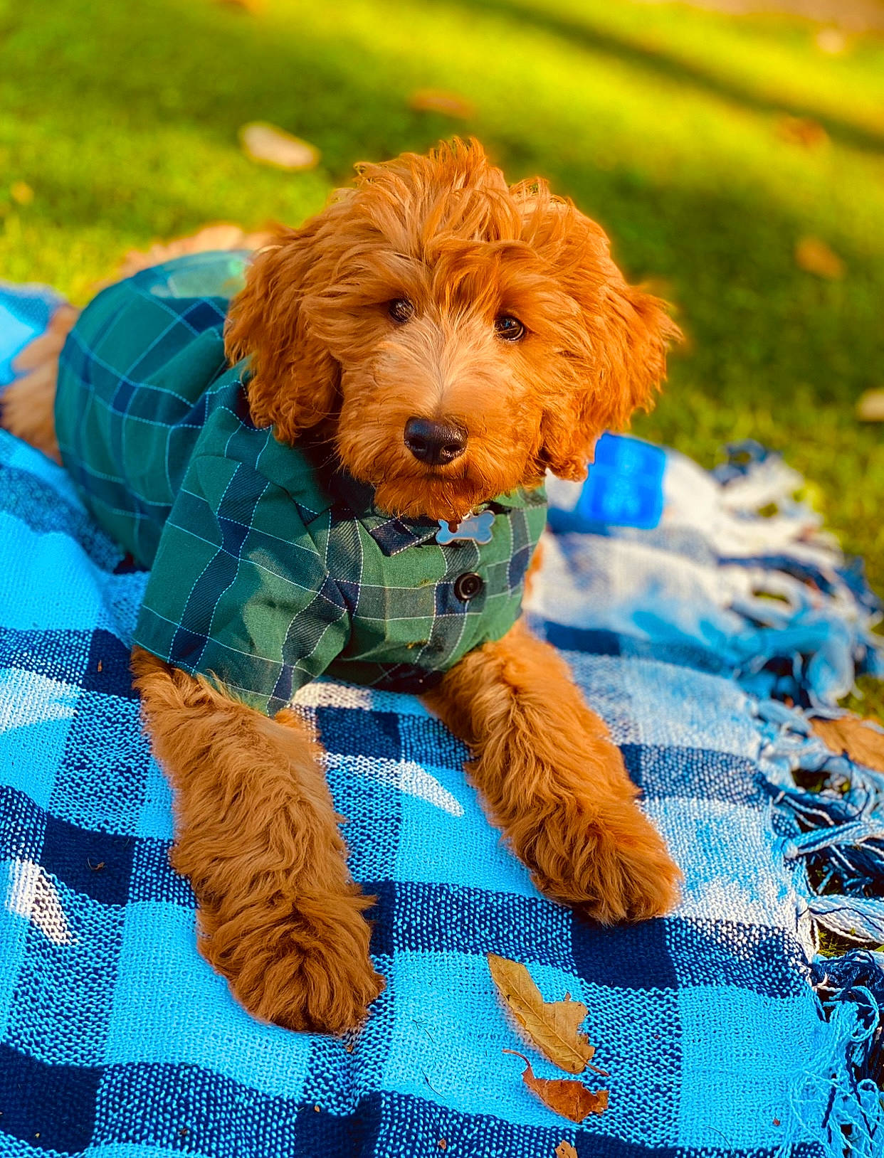 Finnegan joined the competition — help win amazing prizes! blue, canidae, carnivore, companion_dog, dog, dog_breed, dog_clothes, dog_supply, event, grass, green, liver, pattern, plaid, plant, snout, sporting_group, terrier, toy_dog, water_dog