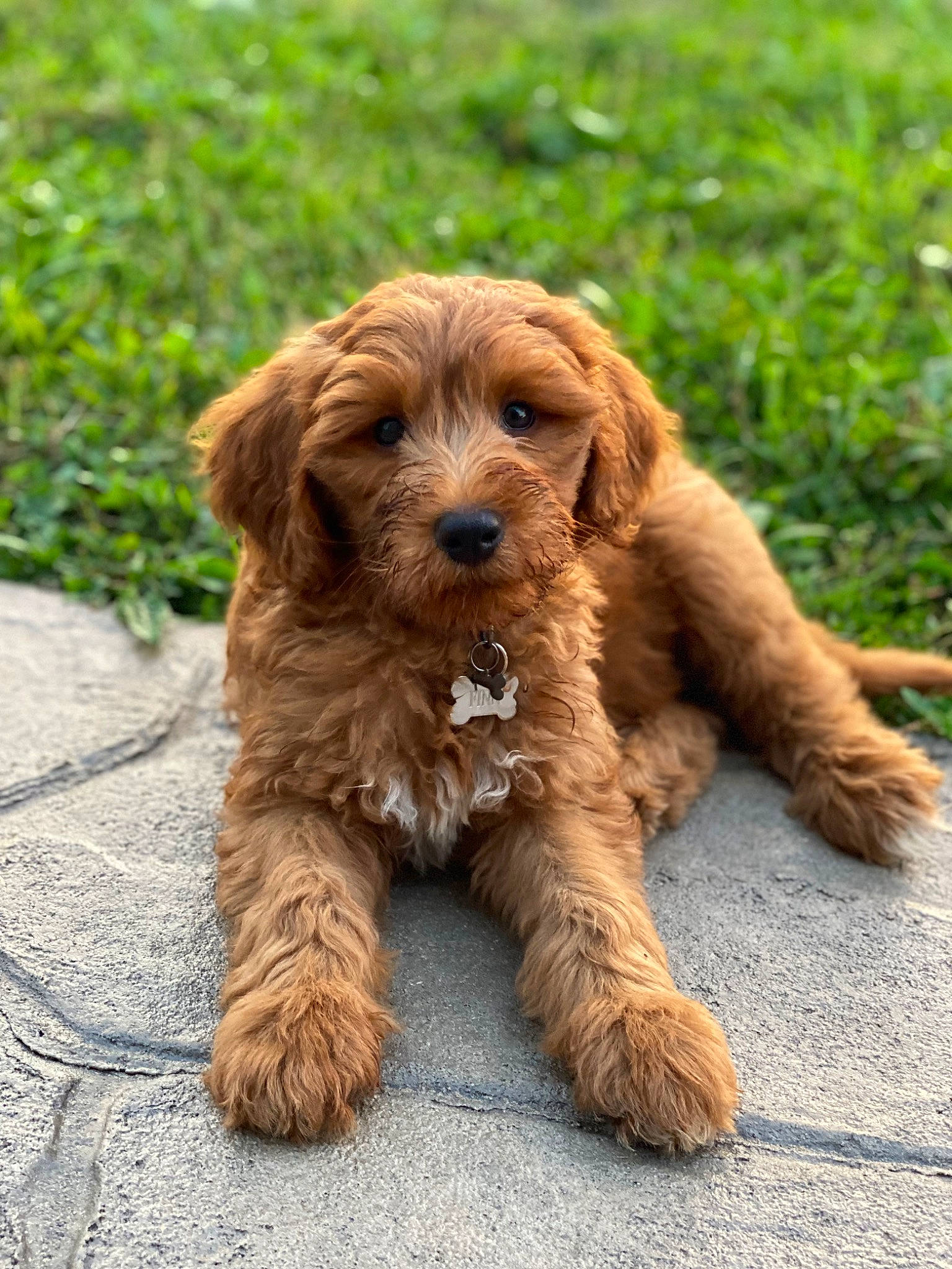 Finnegan is registered to the contest to win money with this photo: biting, brown, canidae, carnivore, companion_dog, dog, dog_breed, fawn, fur, grass, hunting_dog, liver, plant, snout, soil, spaniel, sporting_group, terrestrial_animal, water_dog, working_animal