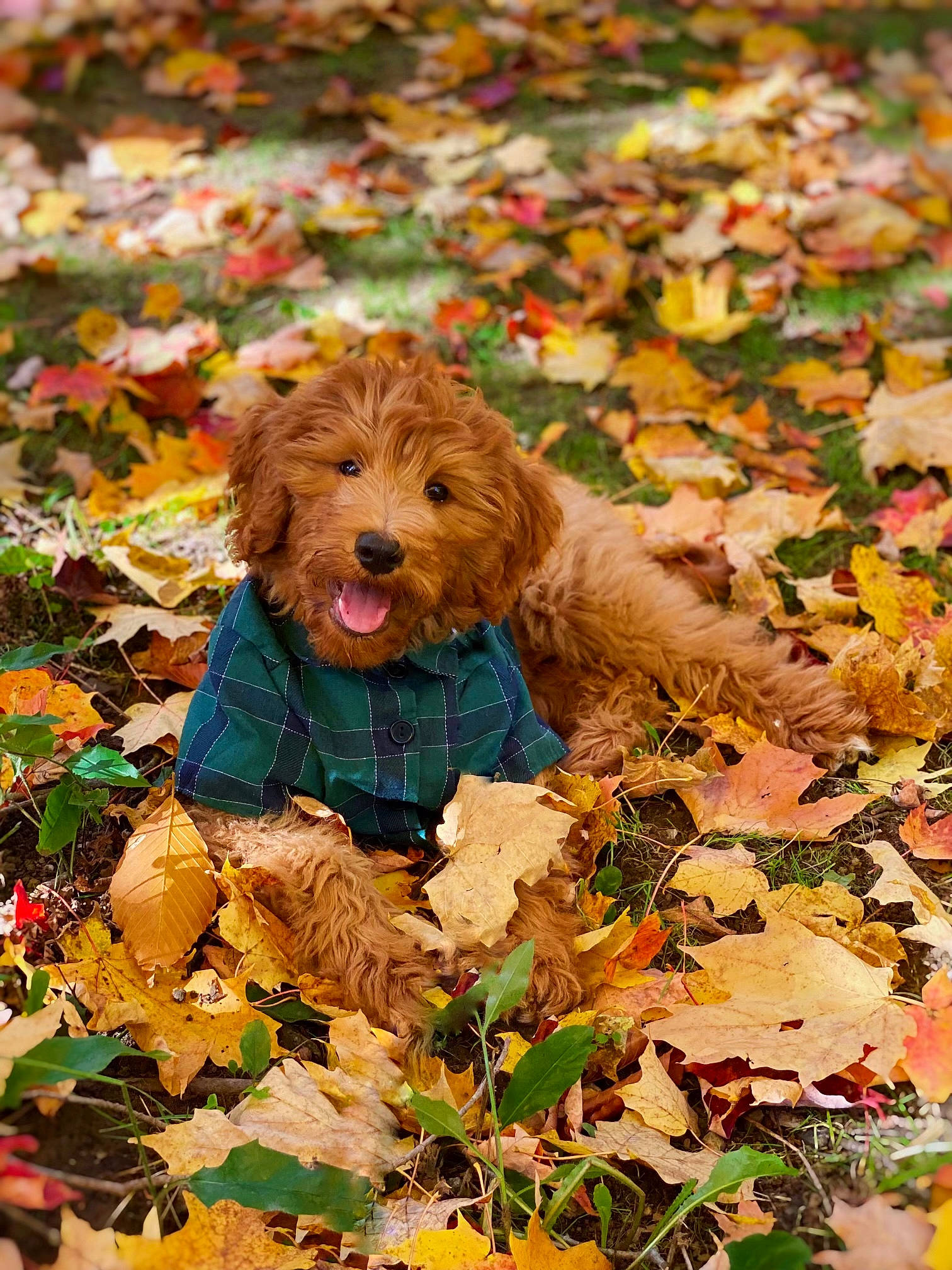 Finnegan joined the competition — help win amazing prizes! autumn, canidae, carnivore, companion_dog, deciduous, dog, dog_breed, fawn, groundcover, leaf, liver, people_in_nature, plant, poodle, snout, soil, spaniel, terrestrial_animal, terrier, water_dog