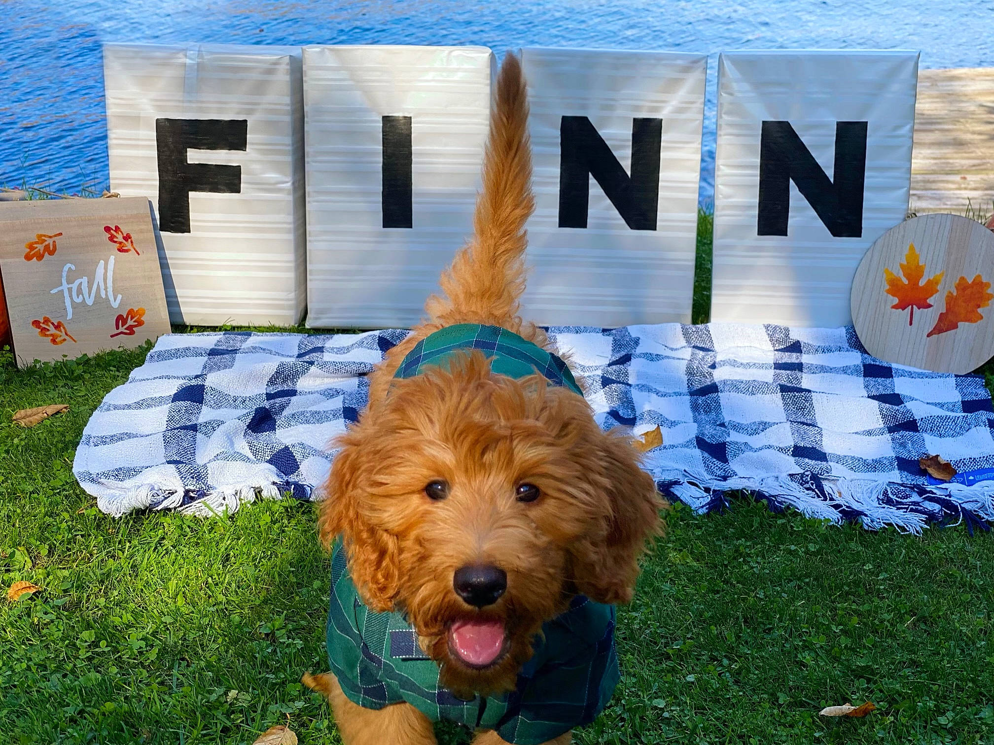 Finnegan joined the competition — help win amazing prizes! canidae, carnivore, cockapoo, companion_dog, dog, dog_breed, dog_clothes, dog_supply, fur, grass, labradoodle, orange, outdoor_furniture, plant, rectangle, small_terrier, sporting_group, terrier, toy_dog, yorkipoo