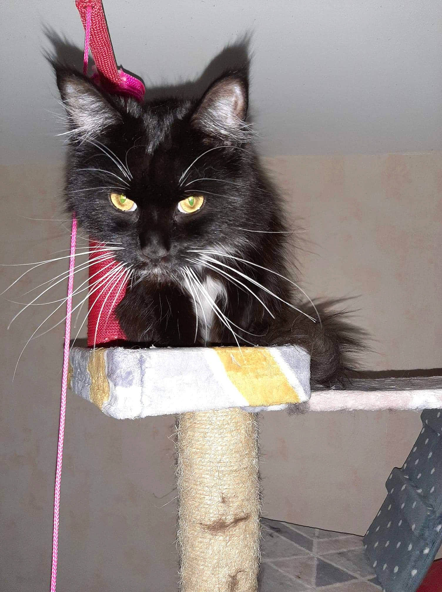 Lola a rejoint le concours — aidez-le/la à gagner de superbes lots ! asian, black_cat, carnivore, cat, domestic_long_haired_cat, domestic_short_haired_cat, felidae, kitten, maine_coon, mammal, norwegian_forest_cat, small_to_medium_sized_cats, tail, whiskers