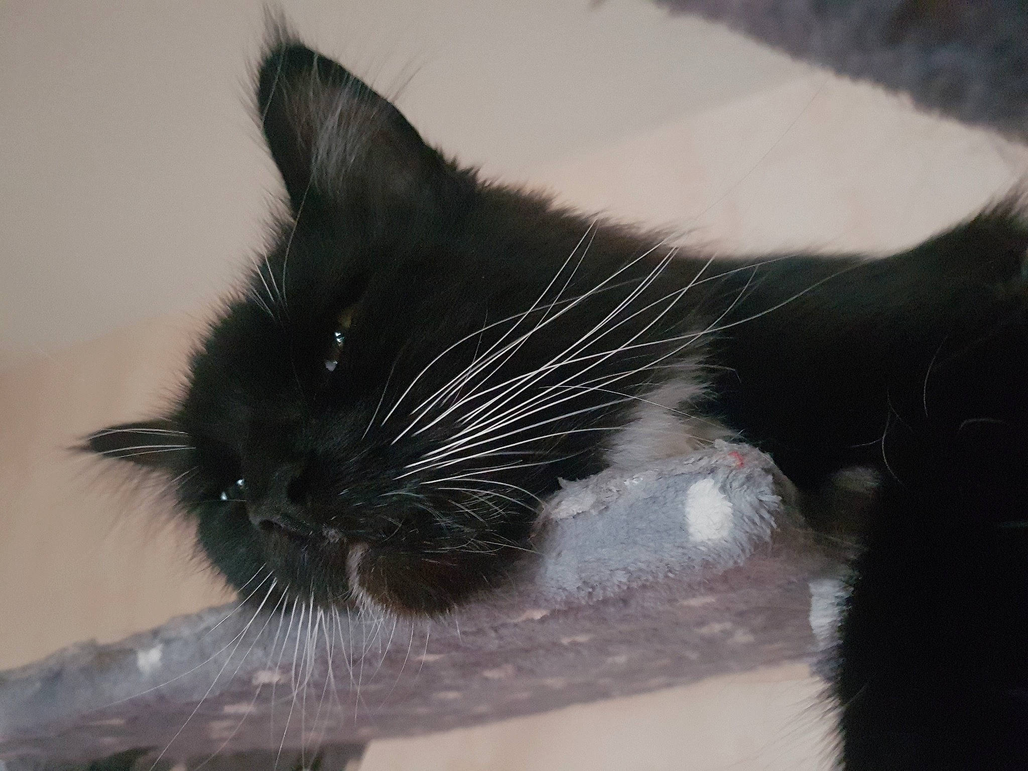 Lola participe au concours pour gagner de l'argent avec cette photo : black, black_cat, carnivore, cat, domestic_long_haired_cat, domestic_short_haired_cat, ear, eye, felidae, fur, kitten, ojos_azules, polydactyl_cat, small_to_medium_sized_cats, snout, tail, whiskers