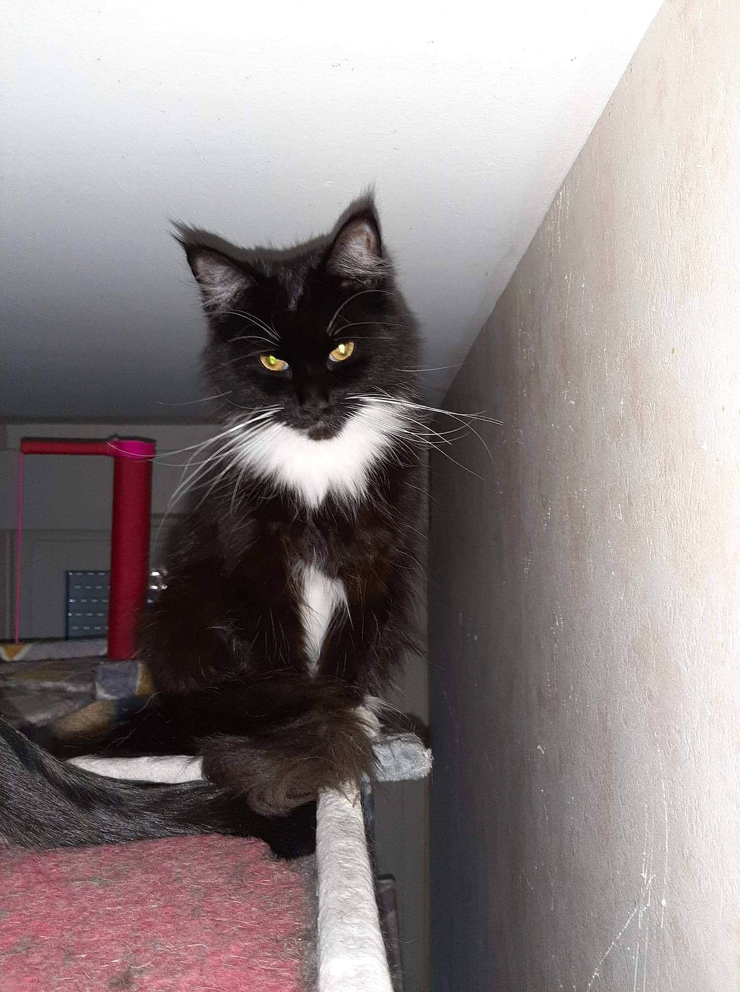 Lola participe au concours pour gagner de l'argent avec cette photo : black_cat, carnivore, cat, domestic_long_haired_cat, domestic_short_haired_cat, felidae, kitten, maine_coon, norwegian_forest_cat, ojos_azules, polydactyl_cat, small_to_medium_sized_cats, tail, whiskers