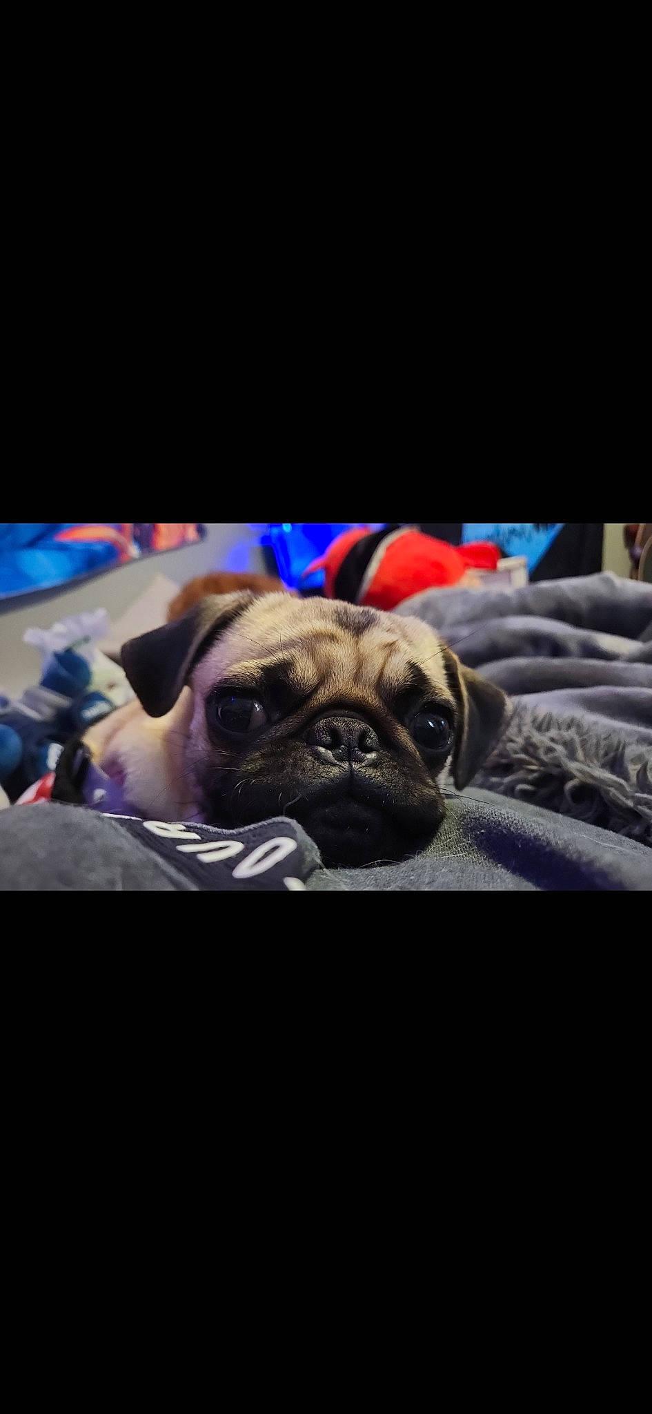 Lola is registered to the contest to win money with this photo: bored, canidae, carnivore, comfort, companion_dog, darkness, dog, dog_breed, electric_blue, fawn, non_sporting_group, pug, puppy, snout, sporting_group, terrestrial_animal, toy_dog, whiskers, wrinkle