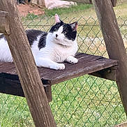 Tokyo a rejoint le concours — aidez-le/la à gagner de superbes lots ! cat, black_and_white, animal, pet, outdoor, garden, wood, fence, grass, swing, resting, relaxed, fur, whiskers, ears, paws, nature, daylight, curious, bench