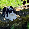 cat, black_and_white_cat, moss, stone, outdoor, grass, sunlight, greenery, plant, leaf, relaxing, animal, pet, nature, shade, resting, feline, whiskers, closeup, daylight