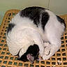 cat, black_and_white, sleeping, curled_up, paw, chair, woven_chair, indoor, pet, fur, relaxing, cozy, animal, resting, cute, domestic_cat, feline, tile_wall, floor, signature