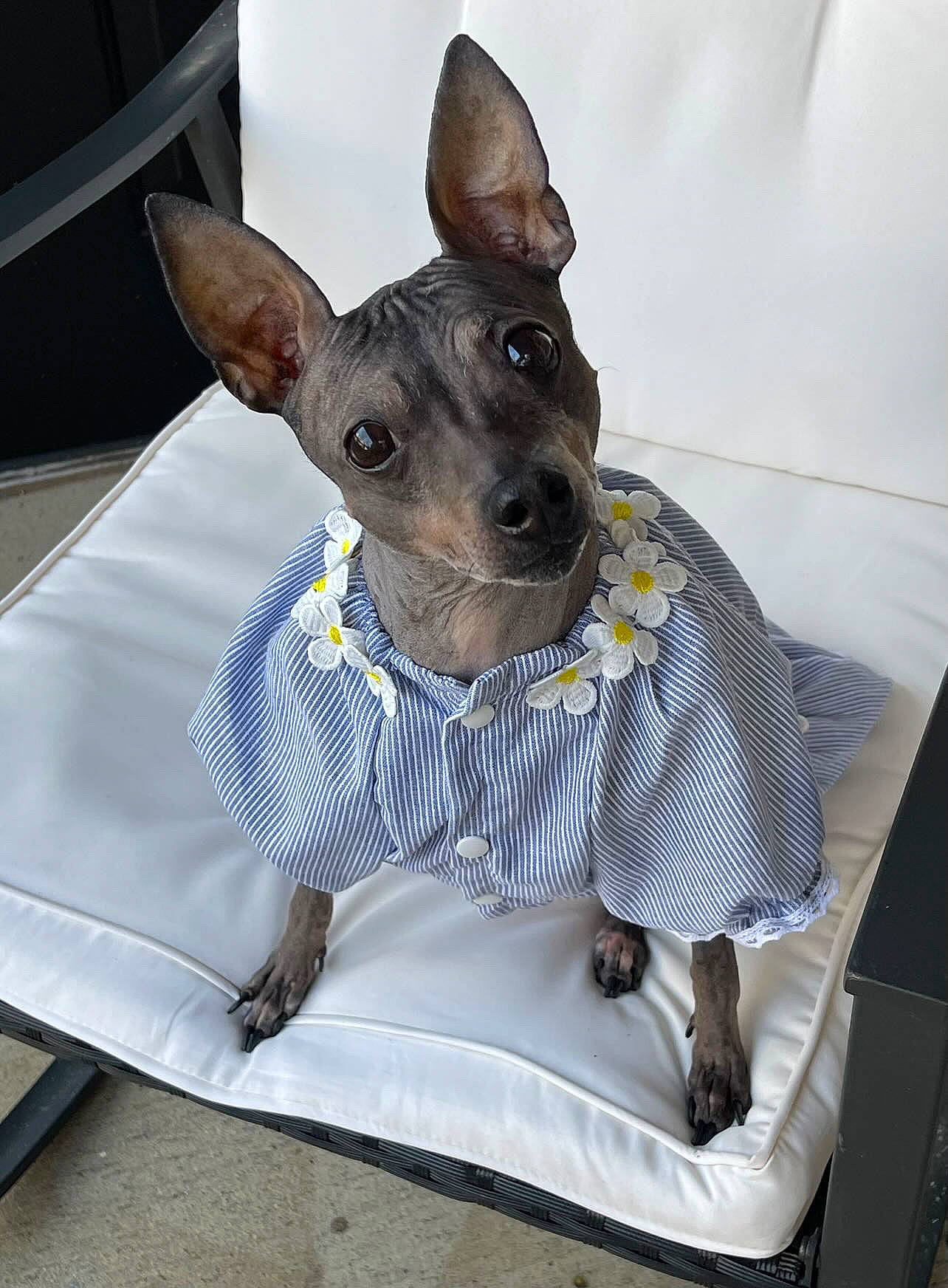 Jewels is registered to the contest to win money with this photo: canidae, carnivore, collar, companion_dog, dog, dog_breed, dog_clothes, dog_collar, dog_supply, ear, fawn, grey, linens, pattern, pet_supply, snout, sporting_group, toy_dog, whiskers, working_animal