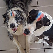 Jazz a rejoint le concours — aidez-le/la à gagner de superbes lots ! australian_shepherd, border_collie, dog, dog_breed, dog_breed_group, dog_like_mammal, snout