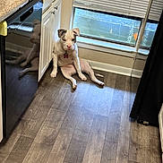 Katara joined the competition — help win amazing prizes! dog, white_dog, sitting, kitchen, wooden_floor, window, blinds, dishwasher, reflection, pet, indoor, relaxed, floor, corner, cabinet, appliance, pink_nose, animal, companion, home