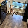 dog, white_dog, sitting, kitchen, wooden_floor, window, blinds, dishwasher, reflection, pet, indoor, relaxed, floor, corner, cabinet, appliance, pink_nose, animal, companion, home